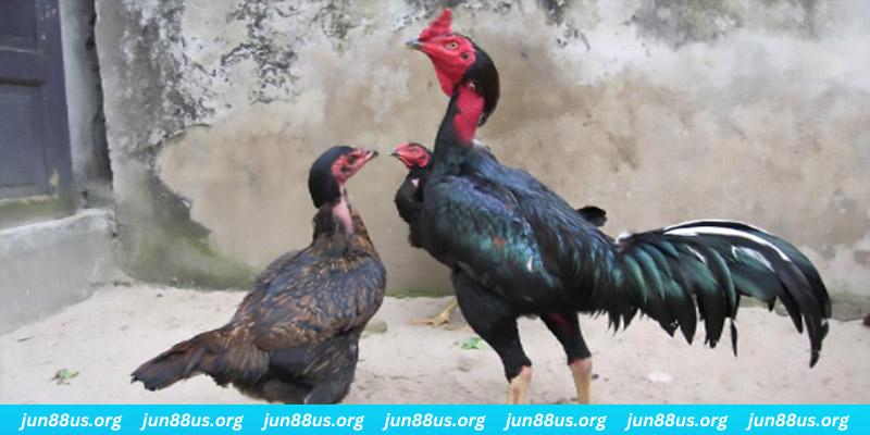 88cbl casino hồ tràm có cho người việt vào không